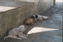 5011-Bangkok-dogs-at-Wat-A.jpg