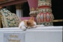 5022-sleeping-palace-cat.jpg