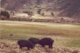 5425-sacred-valley-pigs.jpg