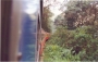 5603-peru-jungle-train.jpg