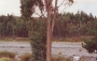 5630-huaraz-eucalyptus.jpg